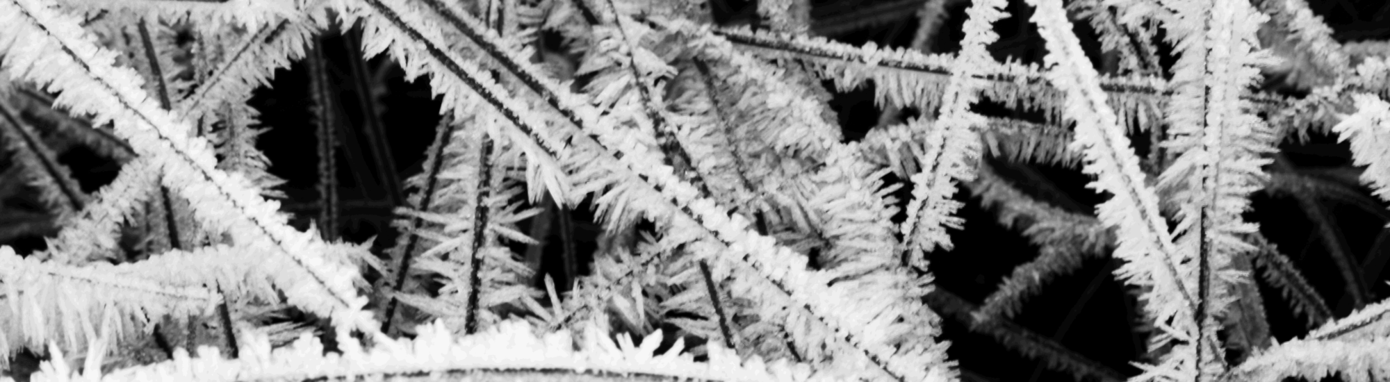 Close-up of white frost crystals on dark branches